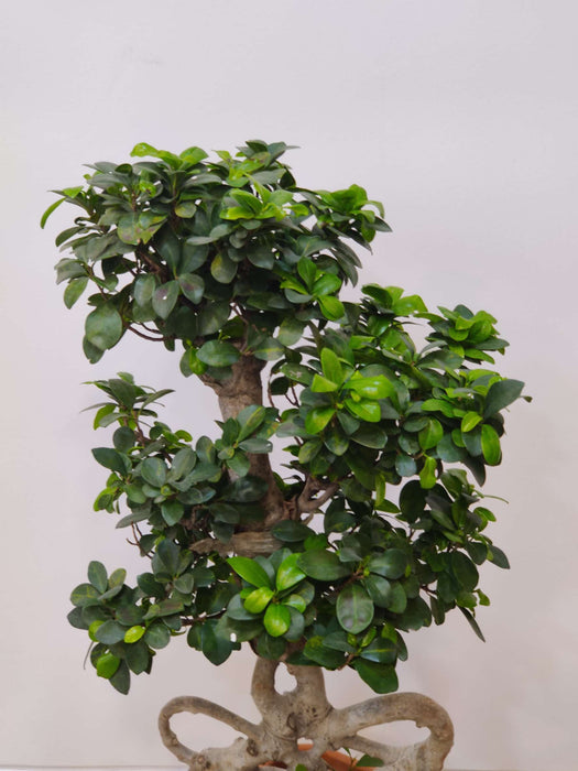 compact-indoor-ficus-air-purifier-plant