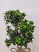 compact-indoor-ficus-air-purifier-plant