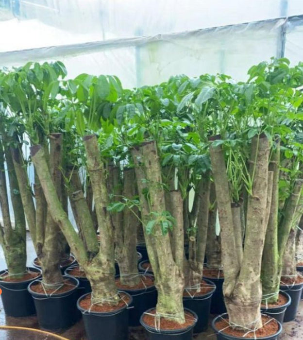 Tropical ficus plant with heart-shaped foliage