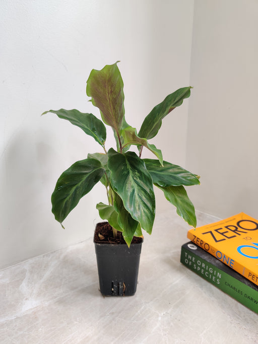 Easy-Care Indoor Calathea Misto Plant