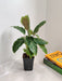 Easy-Care Indoor Calathea Misto Plant