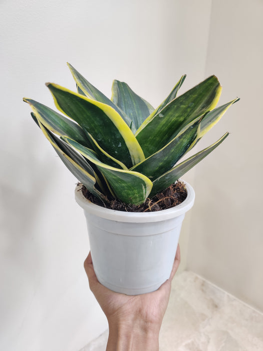 Large Indoor Sansevieria Trifasciata with star patterns in a white pot