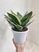 Large Indoor Sansevieria Trifasciata with star patterns in a white pot