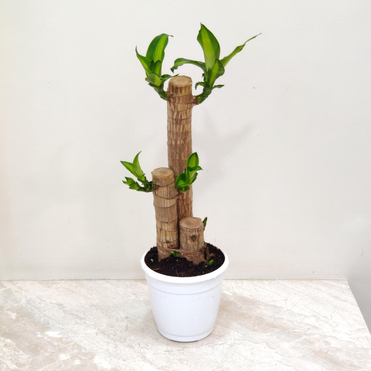 lucky bamboo price in india Buy Brazilian Lucky Bamboo Plant – ChhajedGarden.com