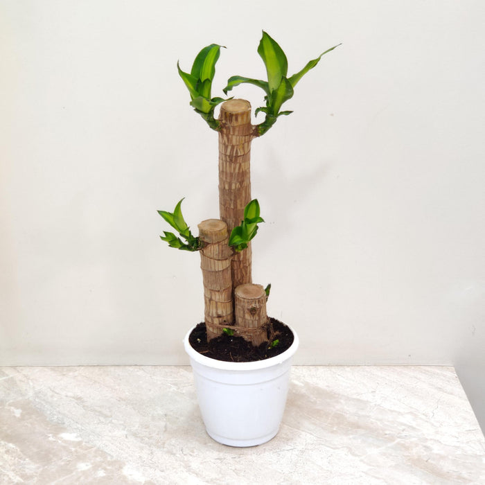 Brazilian Lucky Bamboo Plant in white pot
