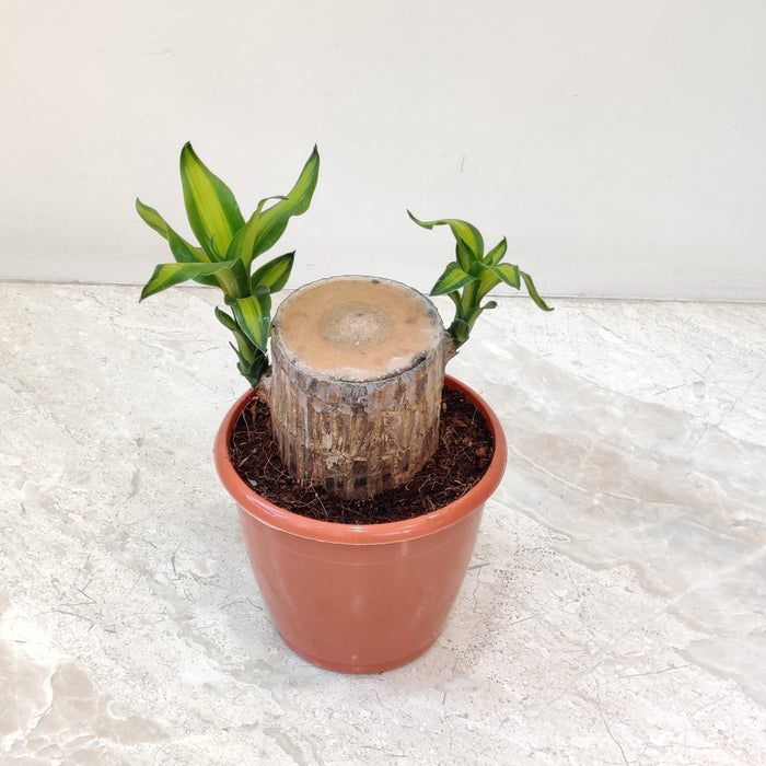 does lucky bamboo purify air Lucky Bamboo Plant – Easy Care, Good Luck & Air Purifying – ChhajedGarden.com