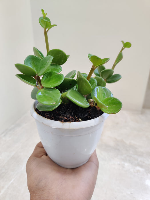Vibrant and Healthy Peperomia Hope