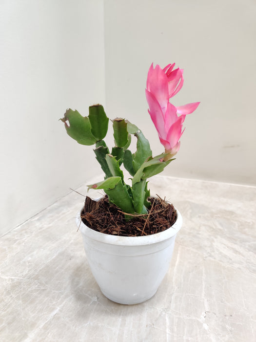 Pink Blossom Christmas Cactus in White Pot indoor plant