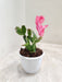 Pink Blossom Christmas Cactus in White Pot indoor plant