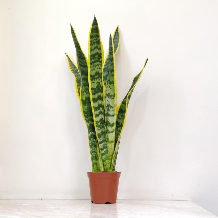 Sansevieria Laurentii snake plant