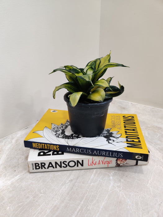 snake plant silver streak Buy Silver Streak Snake Plant Online at Best Price – ChhajedGarden.com