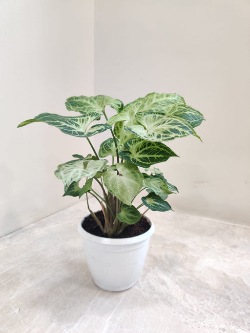 syngonium-podophyllum-batik-plant-green-white-leaves
