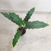 Alocasia Lauterbachiana tropical houseplant