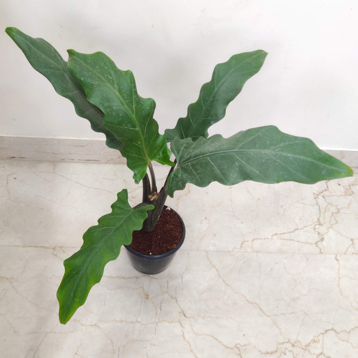 Purple Sword Alocasia indoor plant online India