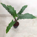 Purple Sword Alocasia indoor plant online India