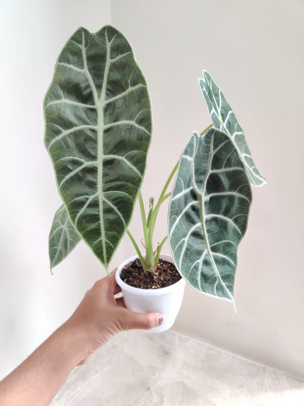 Alocasia Longiloba Plant : Indoor Decor Essential – ChhajedGarden.com