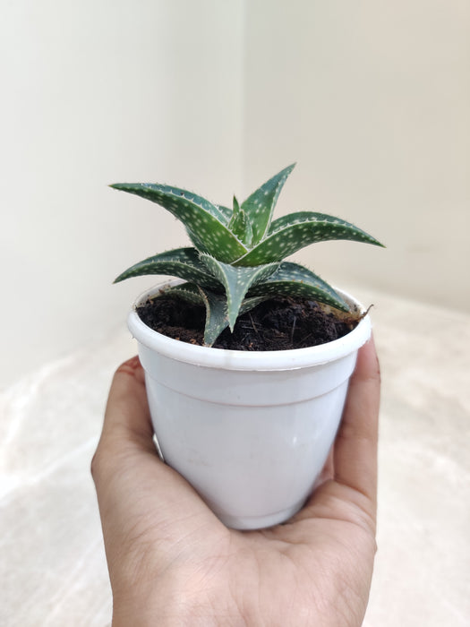 Vibrant-Aloe-Firebird-Plant-Lush-Green-Texture