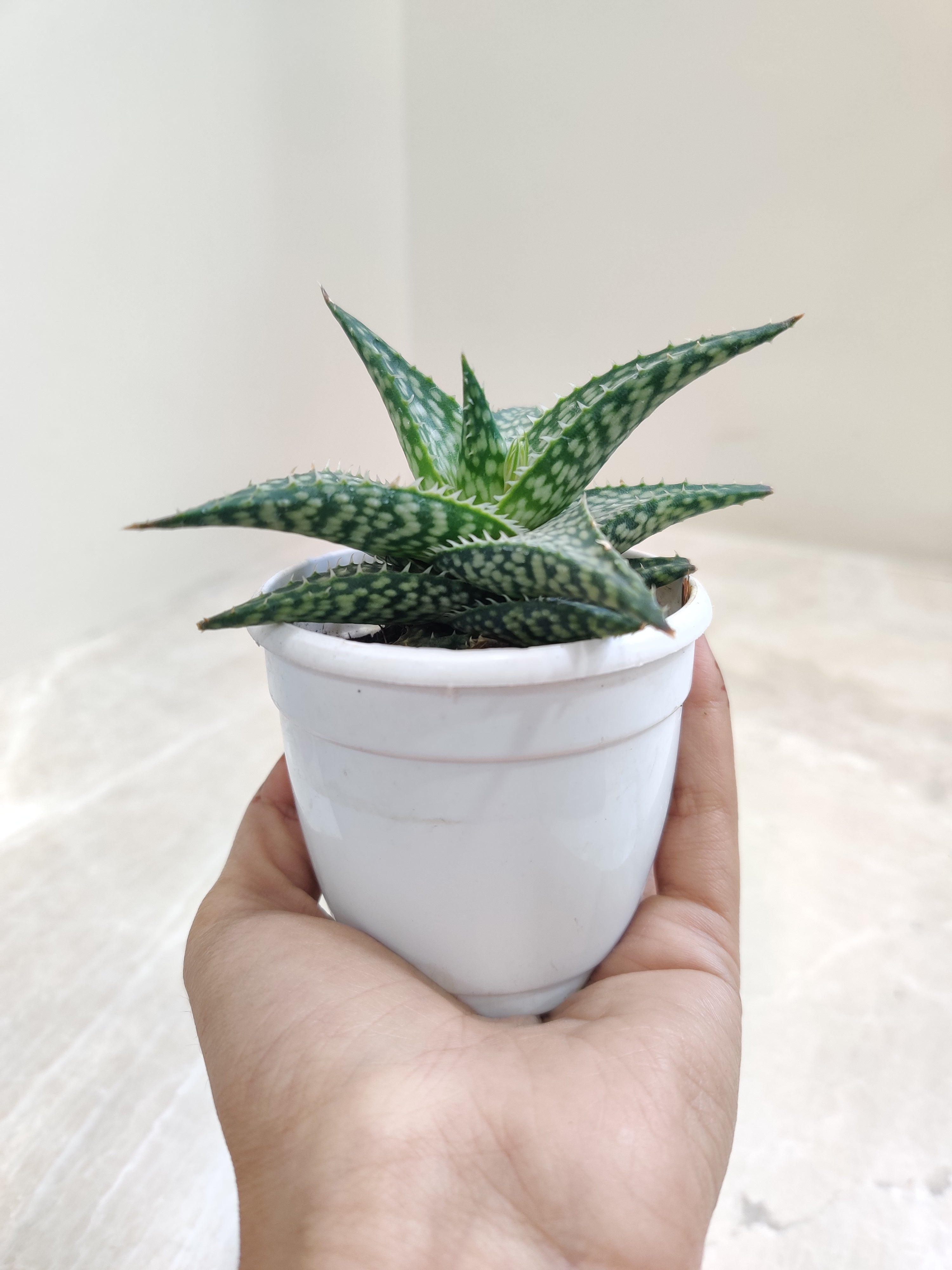 babaria balsamo aloe vera BABARIA Bálsamo reparador Aloe Vera 250ml – Mesa Del Sur main image 0