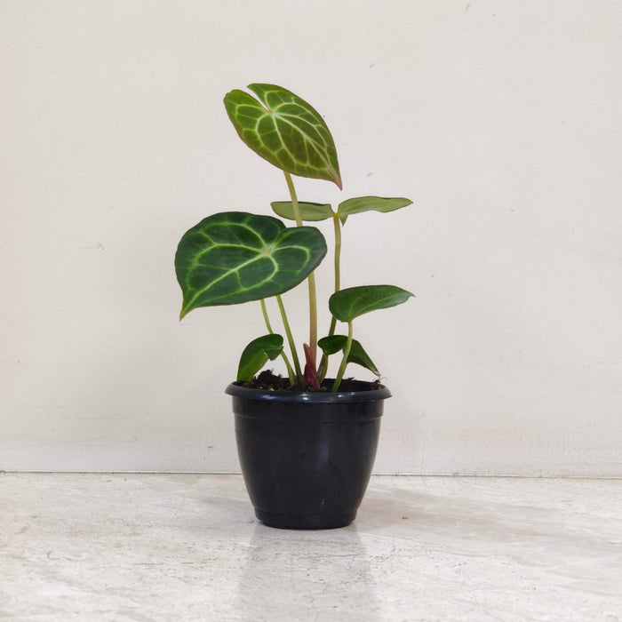 Anthurium Clarinervium plant in 8.5 cm nursery pot