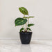 Anthurium Clarinervium plant in 8.5 cm nursery pot