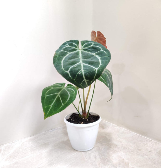 Anthurium Crystallinum Silver plant in 12 cm pot