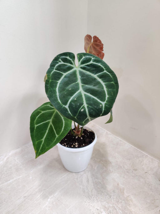 Rare Anthurium Crystallinum indoor plant India