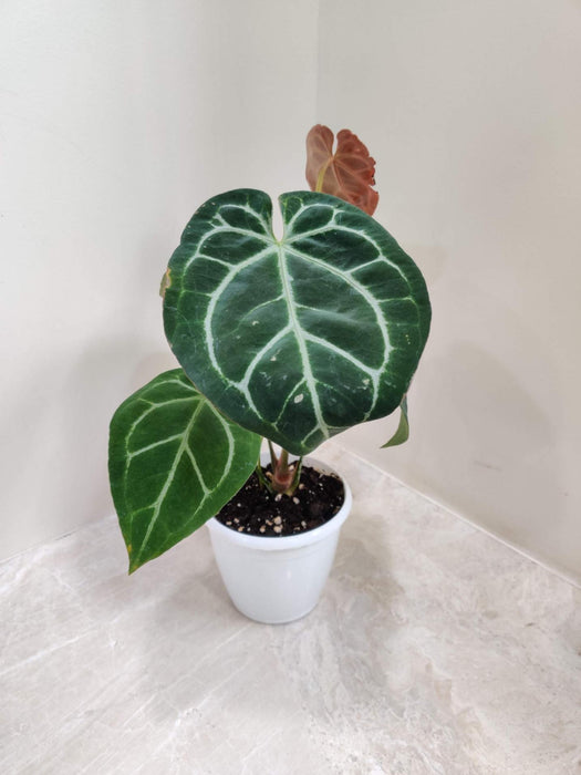 Rare Anthurium Crystallinum indoor plant India