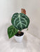 Rare Anthurium Crystallinum indoor plant India