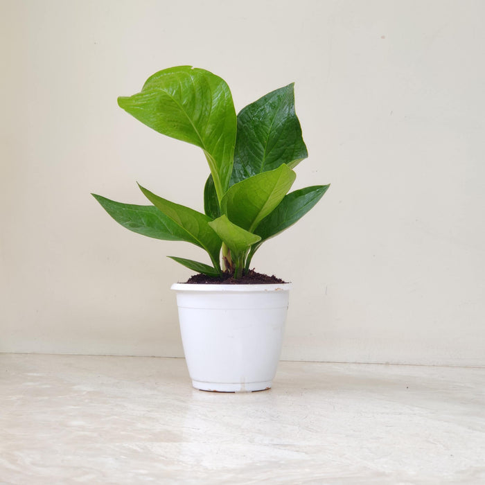 Anthurium Green Jenmani plant in 12 cm pot