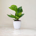 Anthurium Green Jenmani plant in 12 cm pot
