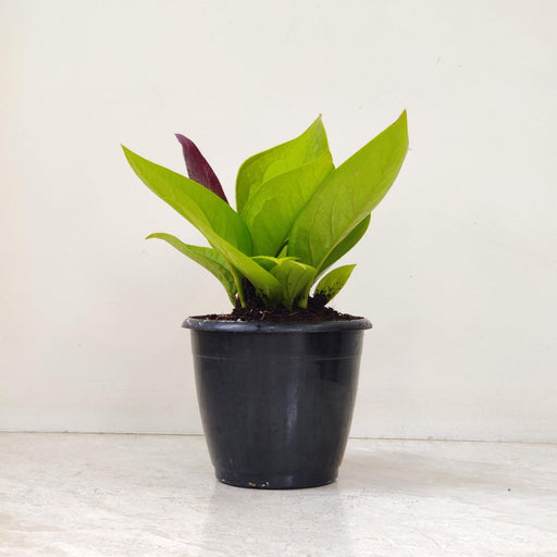 anthurium golden jenmanii Buy Anthurium Jenmanii Gold Plant Online in India – 12 cm Pot Indoor Plant – ChhajedGarden.com