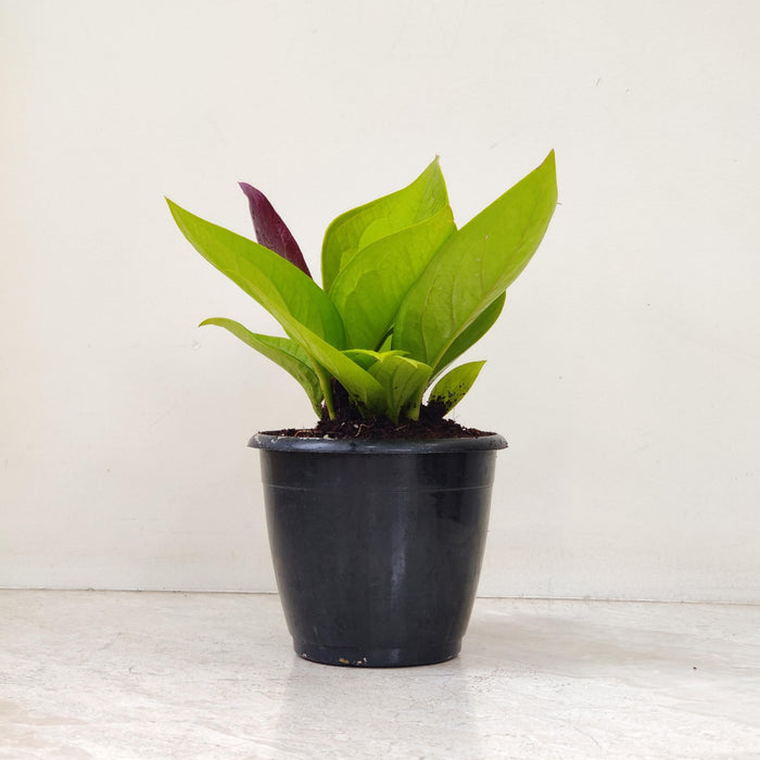 Anthurium Jenmanii Gold plant in 12 cm pot
