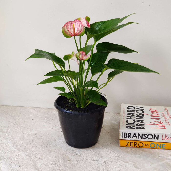 Anthurium Livium Red plant in 12 cm pot