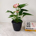 Anthurium Livium Red plant in 12 cm pot