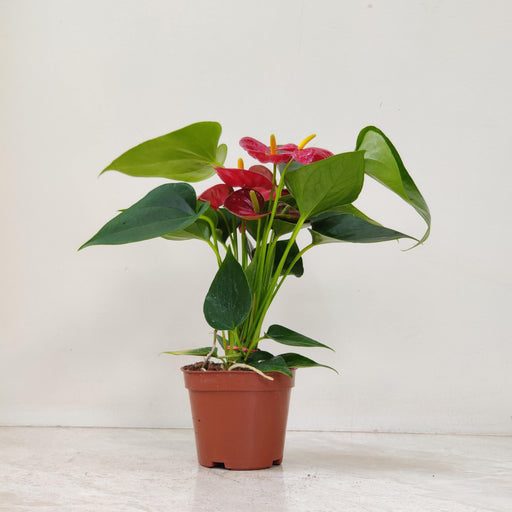 Anthurium Red plant in 8.5 cm nursery pot