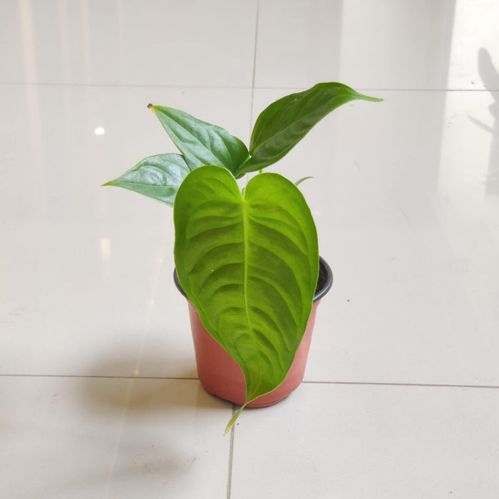 Anthurium Veitchii King plant in 10 cm nursery pot
