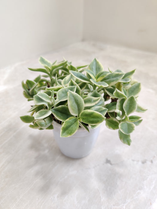 Aptenia Cordifolia 'Baby Sun Rose' Plant