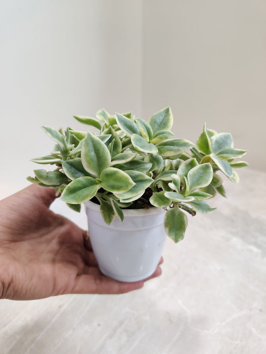 Aptenia Cordifolia 'Baby Sun Rose' Plant