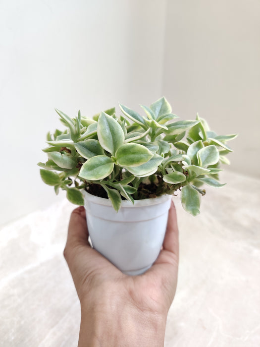 Aptenia Cordifolia 'Baby Sun Rose' Plant