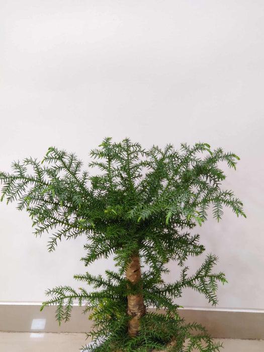 Araucaria Helicopter Plant