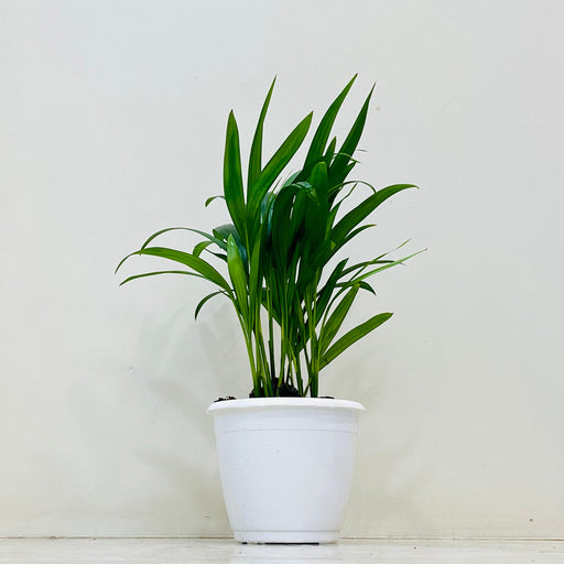 Areca Palm plant in 12 cm nursery pot