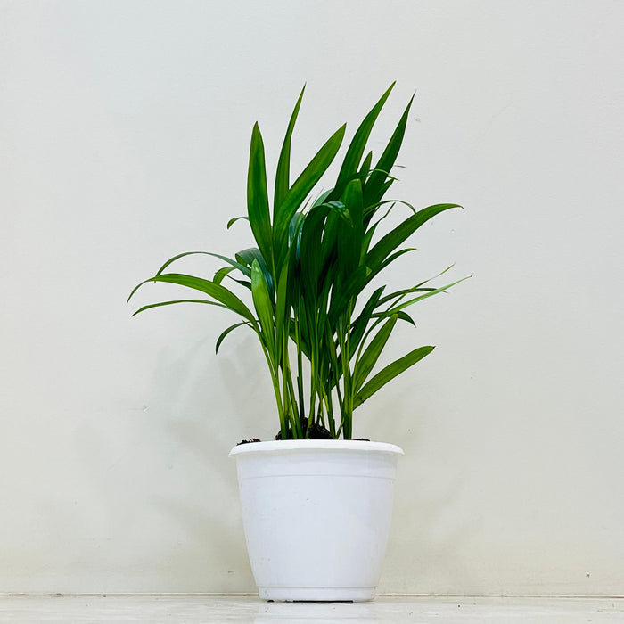 Areca Palm plant in 12 cm nursery pot