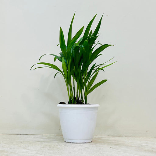 Indoor Areca Palm air purifying plant