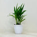 Indoor Areca Palm air purifying plant
