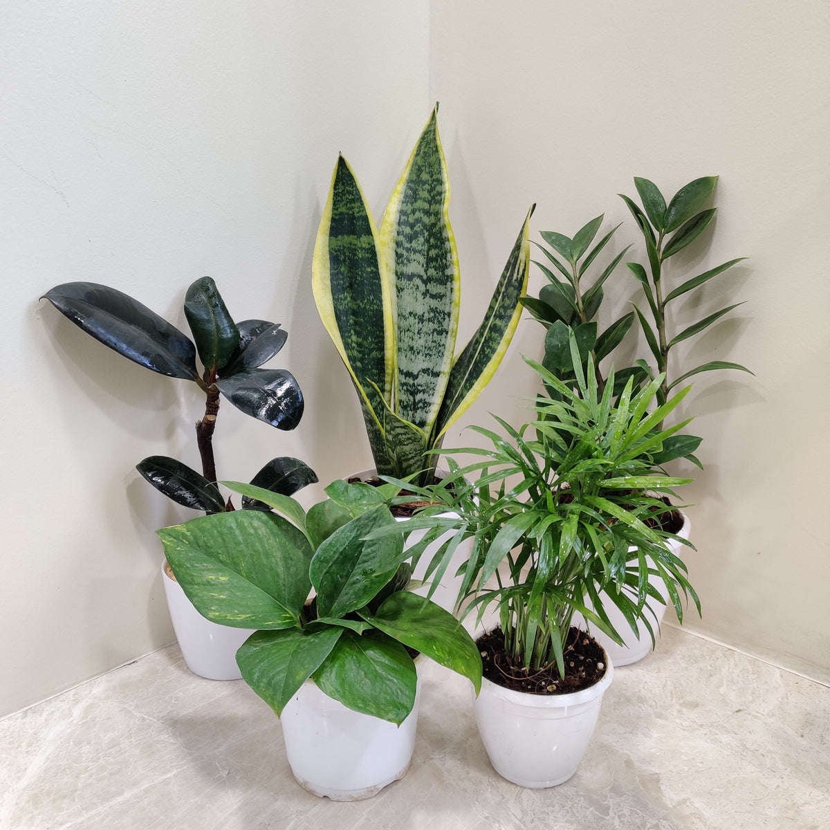 set of indoor plants Versatile Indoor Plant Collection