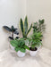 assorted-indoor-plants-collection-white-pots