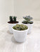 three-variety-succulent-set-in-white-pots-indoor