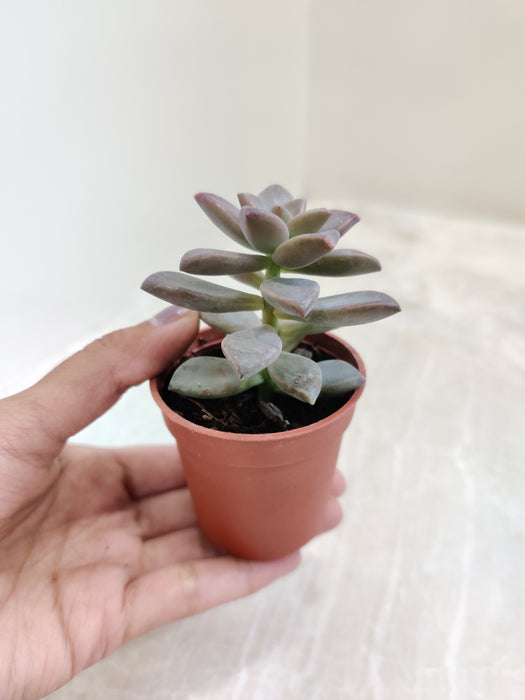 Variety Pack of Easy-Care Succulent Indoors