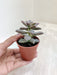 Variety Pack of Easy-Care Succulent Indoors