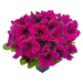 Petunia Success HD Burgundy Flower Seeds